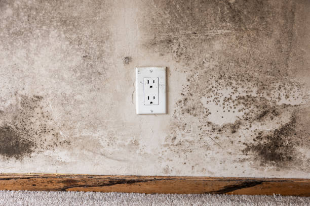 Best Mold Odor Removal Services  in Rio Hondo, TX