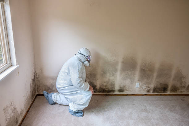 Best Biohazard Mold Removal  in Rio Hondo, TX